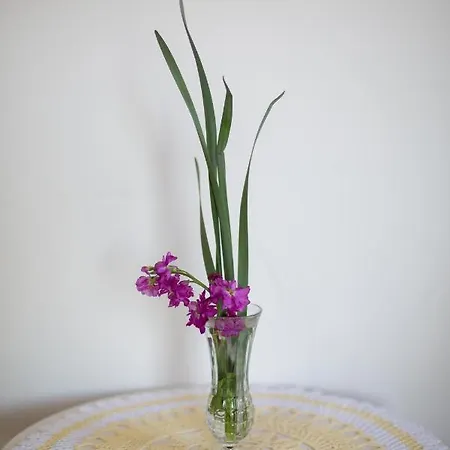 The Mosaic House - Shtepia Me Mozaik 4*